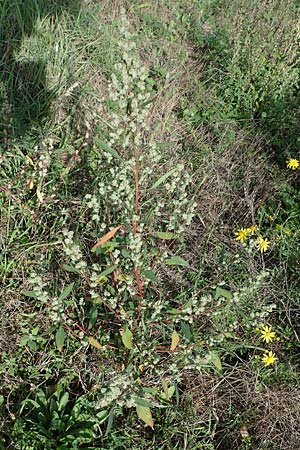 Chenopodium strictum \ Streifen-G�nsefu� / Striped Goosefoot, Lateflowering Goosefoot, D Br&uuml;hl bei/near Mannheim 19.10.2022
