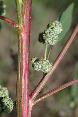 Chenopodium strictum \ Streifen-G�nsefu� / Striped Goosefoot, Lateflowering Goosefoot, D Br&uuml;hl bei/near Mannheim 19.10.2022