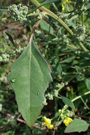 Chenopodium strictum \ Streifen-G�nsefu� / Striped Goosefoot, Lateflowering Goosefoot, D Br&uuml;hl bei/near Mannheim 19.10.2022