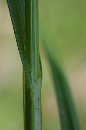 Carex spicata \ Stachel-Segge, Korkfr�chtige Segge / Spicate Sedge, Prickly Sedge, D H&ouml;pfingen 20.5.2023