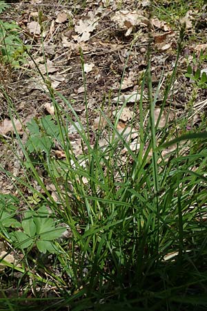 Carex spicata \ Stachel-Segge, Korkfr�chtige Segge / Spicate Sedge, Prickly Sedge, D H&ouml;pfingen 20.5.2023