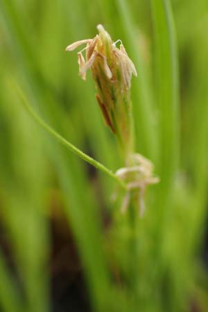 Carex secalina \ Roggen-Segge / Rye Sedge, D  20.5.2023