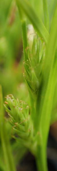 Carex secalina \ Roggen-Segge / Rye Sedge, D  20.5.2023