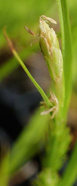 Carex secalina \ Roggen-Segge / Rye Sedge, D  20.5.2023