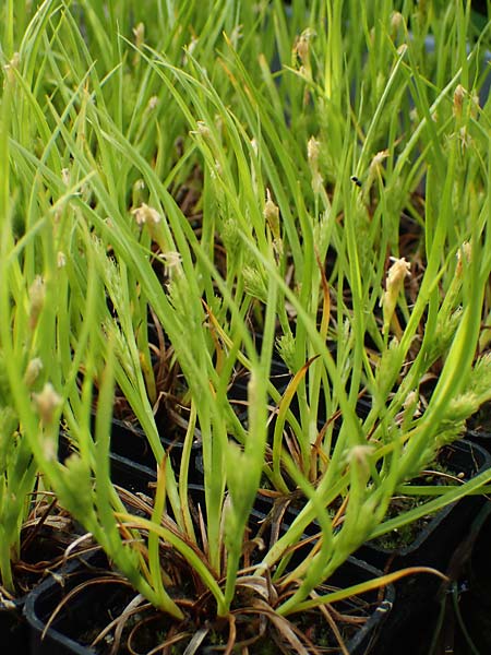 Carex secalina \ Roggen-Segge / Rye Sedge, D  20.5.2023