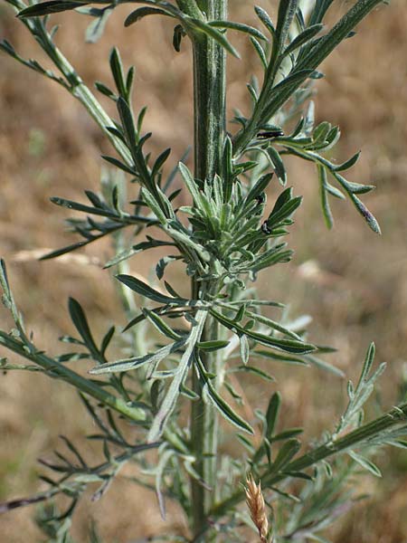 Centaurea stoebe \ Rispen-Flockenblume / Panicled Knapweed, D Th&uuml;ringen, Bottendorf 13.6.2023