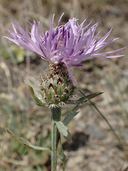 Centaurea stoebe \ Rispen-Flockenblume / Panicled Knapweed, D Th&uuml;ringen, Bottendorf 13.6.2023