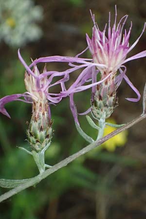 Centaurea australis \ Kleink�pfige Flockenblume / Southern Spotted Knapweed, D Lorch am Rhein 28.7.2023