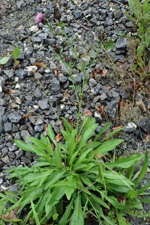 Centaurea jacea subsp. substituta \ Ersetzte Wiesen-Flockenblume / Substituted Knapweed, D L&uuml;nen 2.8.2023
