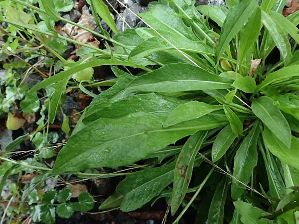 Centaurea jacea subsp. substituta \ Ersetzte Wiesen-Flockenblume / Substituted Knapweed, D L&uuml;nen 2.8.2023