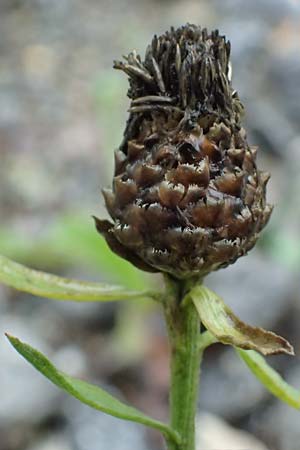 Centaurea jacea subsp. substituta \ Ersetzte Wiesen-Flockenblume / Substituted Knapweed, D L&uuml;nen 2.8.2023