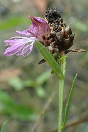 Centaurea jacea subsp. substituta \ Ersetzte Wiesen-Flockenblume / Substituted Knapweed, D L&uuml;nen 2.8.2023