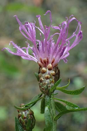Centaurea jacea subsp. substituta \ Ersetzte Wiesen-Flockenblume / Substituted Knapweed, D L&uuml;nen 2.8.2023