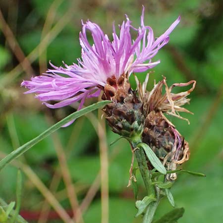Centaurea jacea subsp. substituta \ Ersetzte Wiesen-Flockenblume / Substituted Knapweed, D L&uuml;nen 2.8.2023