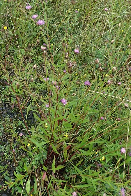 Centaurea jacea subsp. substituta \ Ersetzte Wiesen-Flockenblume / Substituted Knapweed, D L&uuml;nen 2.8.2023