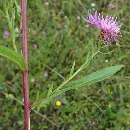 Centaurea jacea subsp. substituta \ Ersetzte Wiesen-Flockenblume / Substituted Knapweed, D L&uuml;nen 2.8.2023