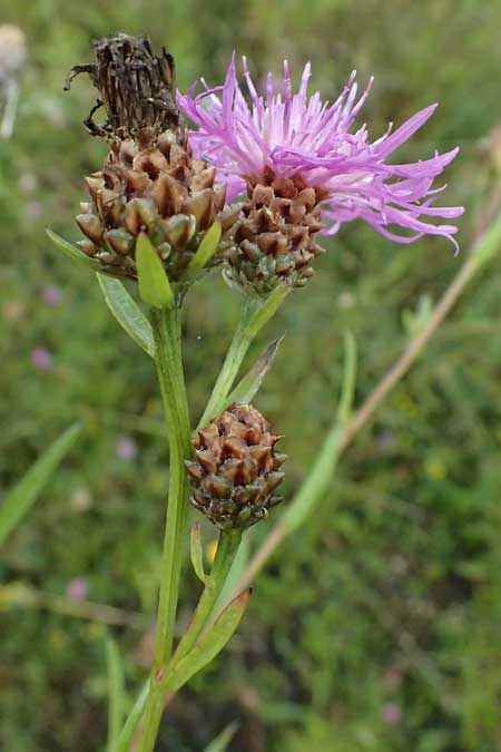 Centaurea jacea subsp. substituta \ Ersetzte Wiesen-Flockenblume / Substituted Knapweed, D L&uuml;nen 2.8.2023