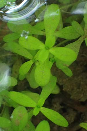 Callitriche platycarpa \ Breitfr�chtiger Wasserstern / Various-Leaved Water Starwort, D Heidelberg 12.8.2023