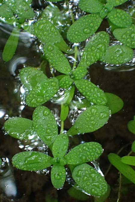 Callitriche platycarpa \ Breitfr�chtiger Wasserstern / Various-Leaved Water Starwort, D Heidelberg 12.8.2023