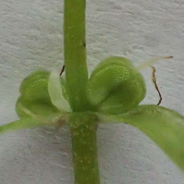 Callitriche platycarpa \ Breitfr�chtiger Wasserstern / Various-Leaved Water Starwort, D Heidelberg 12.8.2023