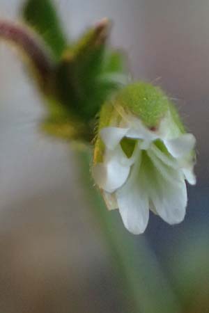 Cerastium subtetrandrum / Tetramerous Mouse-Ear, D Friedberg 27.4.2025