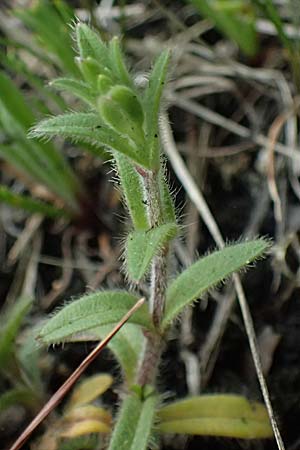 Cerastium subtetrandrum / Tetramerous Mouse-Ear, D Friedberg 4.5.2025