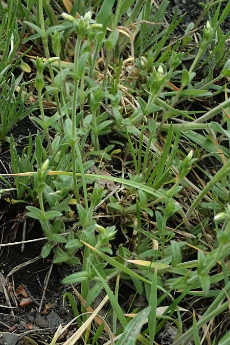 Cerastium subtetrandrum / Tetramerous Mouse-Ear, D Friedberg 4.5.2025