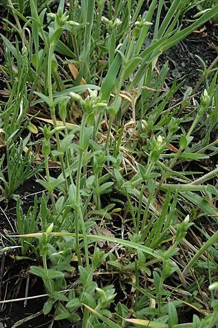 Cerastium subtetrandrum / Tetramerous Mouse-Ear, D Friedberg 4.5.2025