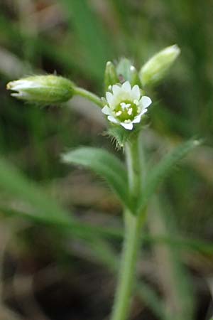 Cerastium subtetrandrum / Tetramerous Mouse-Ear, D Friedberg 4.5.2025