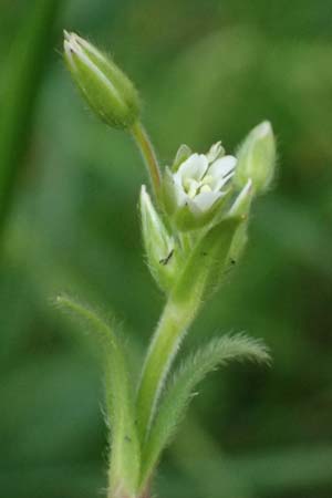 Cerastium subtetrandrum / Tetramerous Mouse-Ear, D Friedberg 4.5.2025