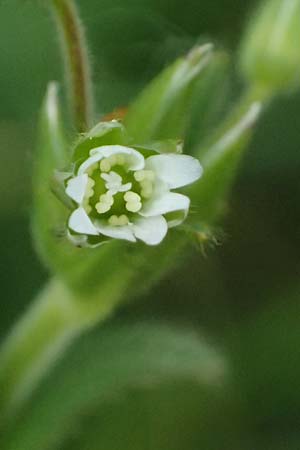 Cerastium subtetrandrum / Tetramerous Mouse-Ear, D Friedberg 4.5.2025