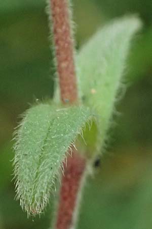 Cerastium subtetrandrum / Tetramerous Mouse-Ear, D Friedberg 4.5.2025
