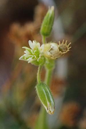 Cerastium subtetrandrum / Tetramerous Mouse-Ear, D Friedberg 18.5.2025