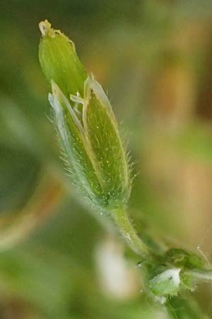 Cerastium subtetrandrum / Tetramerous Mouse-Ear, D Friedberg 18.5.2025