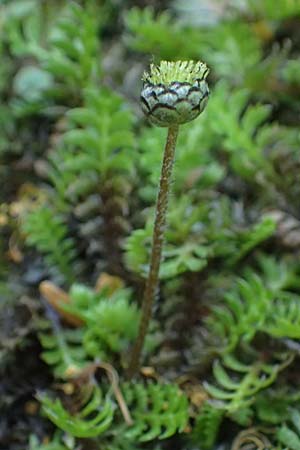 Cotula squalida \ Farn-Fiederpolster, Braunes Fiederpolster / Common Brassbuttons, D Essen 21.6.2025