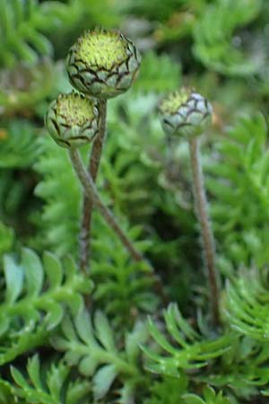 Cotula squalida \ Farn-Fiederpolster, Braunes Fiederpolster / Common Brassbuttons, D Essen 21.6.2025