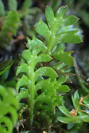 Cotula squalida \ Farn-Fiederpolster, Braunes Fiederpolster / Common Brassbuttons, D Essen 21.6.2025