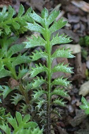 Cotula squalida \ Farn-Fiederpolster, Braunes Fiederpolster / Common Brassbuttons, D Essen 21.6.2025