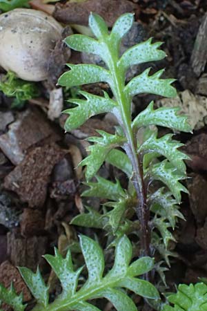 Cotula squalida \ Farn-Fiederpolster, Braunes Fiederpolster / Common Brassbuttons, D Essen 21.6.2025