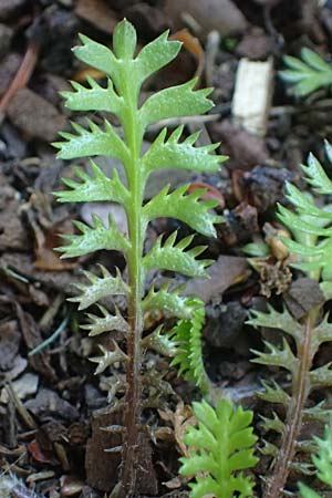 Cotula squalida \ Farn-Fiederpolster, Braunes Fiederpolster / Common Brassbuttons, D Essen 21.6.2025