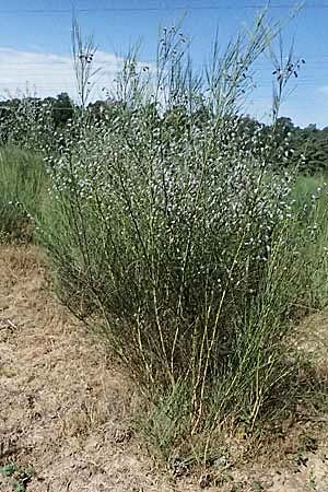 Cytisus striatus \ Gesteifter Besen-Ginster / Hairy-Fruited Broom, Portuguese Broom, D Frankfurt Airport 19.7.2025