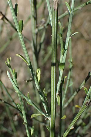 Cytisus striatus \ Gesteifter Besen-Ginster / Hairy-Fruited Broom, Portuguese Broom, D Frankfurt Airport 19.7.2025