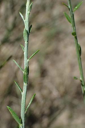 Cytisus striatus \ Gesteifter Besen-Ginster / Hairy-Fruited Broom, Portuguese Broom, D Frankfurt Airport 19.7.2025