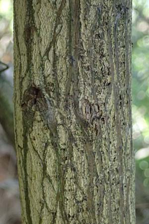 Cytisus striatus \ Gesteifter Besen-Ginster / Hairy-Fruited Broom, Portuguese Broom, D Frankfurt Airport 19.7.2025