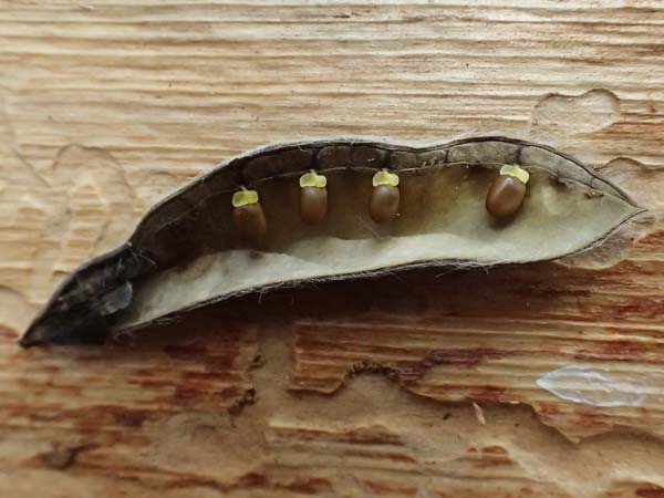 Cytisus scoparius \ Besen-Ginster / Scotch Broom, D Odenwald, Wilhelmsfeld 20.7.2025