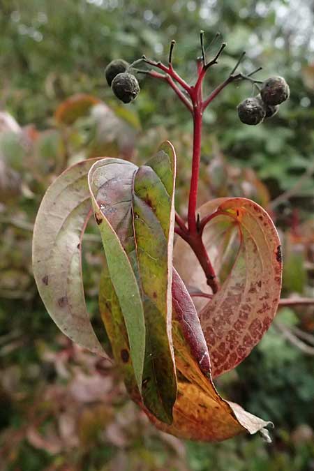 Cornus sanguinea \ Blutroter Hartriegel, Roter Hartriegel / Dogwood, D Mannheim 9.10.2025