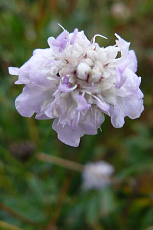 Cephalaria transsylvanica \ Siebenb�rger Schuppenkopf / Transsilvanian Scabiosa, D Botan. Gar.  Universit.  Mainz 13.9.2008