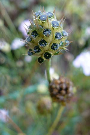 Cephalaria transsylvanica \ Siebenb�rger Schuppenkopf / Transsilvanian Scabiosa, D Botan. Gar.  Universit.  Mainz 13.9.2008