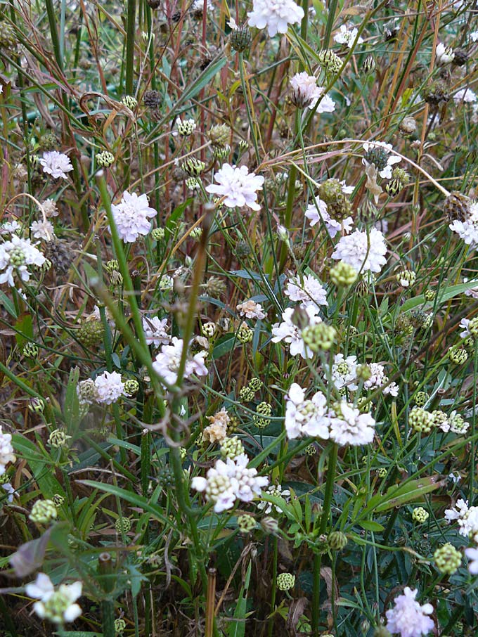 Cephalaria transsylvanica \ Siebenb�rger Schuppenkopf / Transsilvanian Scabiosa, D Botan. Gar.  Universit.  Mainz 13.9.2008