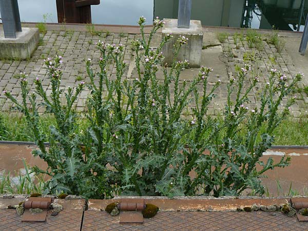 Carduus pycnocephalus \ Kn�uelk�pfige Distel / Plymouth Thistle, D Mannheim 4.5.2024